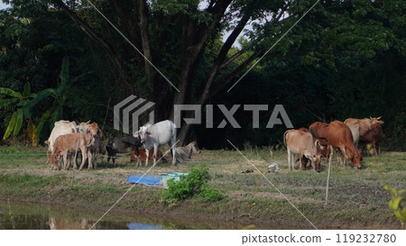 Native Thai cows in the countryside grasslands. Cows eat grass naturally. Native Thai cows in the countryside grasslands. Cows eat grass naturally. 119232780
