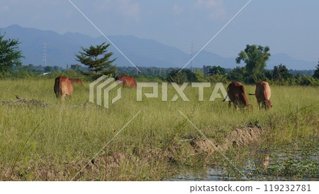 Native Thai cows in the countryside grasslands. Cows eat grass naturally. Native Thai cows in the countryside grasslands. Cows eat grass naturally. 119232781
