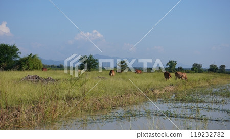 Native Thai cows in the countryside grasslands. Cows eat grass naturally. Native Thai cows in the countryside grasslands. Cows eat grass naturally. 119232782