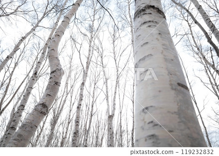 Hokkaido's white birch trees and the sky 119232832
