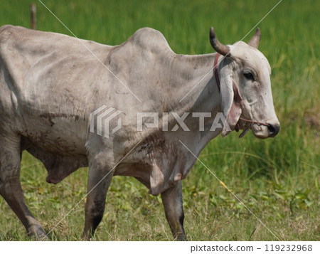 Native Thai cows in the countryside grasslands. Cows eat grass naturally. Native Thai cows in the countryside grasslands. Cows eat grass naturally. 119232968