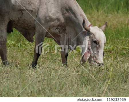 Native Thai cows in the countryside grasslands. Cows eat grass naturally. 119232969