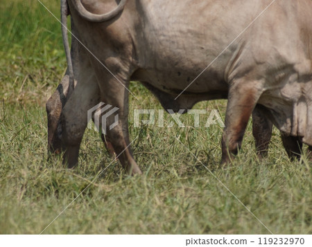 Native Thai cows in the countryside grasslands. Cows eat grass naturally. 119232970