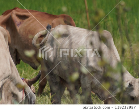 Native Thai cows in the countryside grasslands. Cows eat grass naturally. Native Thai cows in the countryside grasslands. Cows eat grass naturally. 119232987