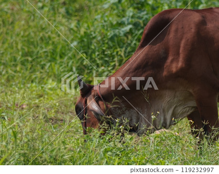Native Thai cows in the countryside grasslands. Cows eat grass naturally. 119232997