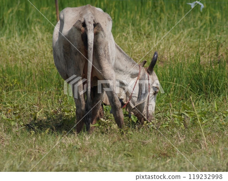 Native Thai cows in the countryside grasslands. Cows eat grass naturally. Native Thai cows in the countryside grasslands. Cows eat grass naturally. 119232998