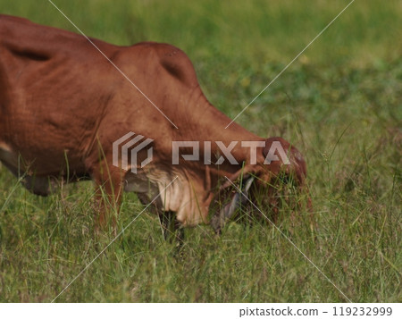 Native Thai cows in the countryside grasslands. Cows eat grass naturally. 119232999