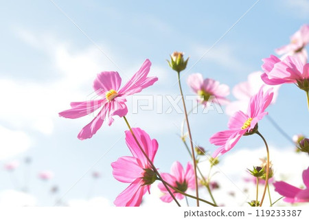 藍天和宇宙 藍天和宇宙 119233387