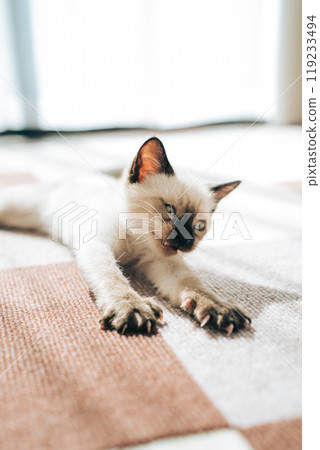 Siamese cat mix kitten stretching and making a funny face Siamese cat mix kitten stretching and making a funny face 119233494