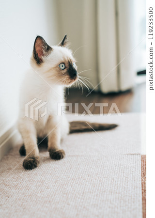 暹羅貓混血小貓 119233500