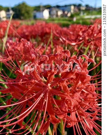 岸坡上盛開的紅蜘蛛百合（特寫）<屋勝河堤防/愛知縣半田市> 119233987