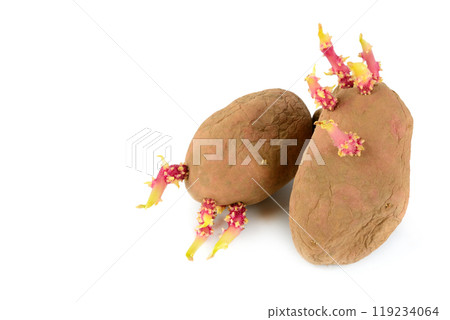 Potato tubers with sprouted sprouts isolated on a white. Free space for text. 119234064