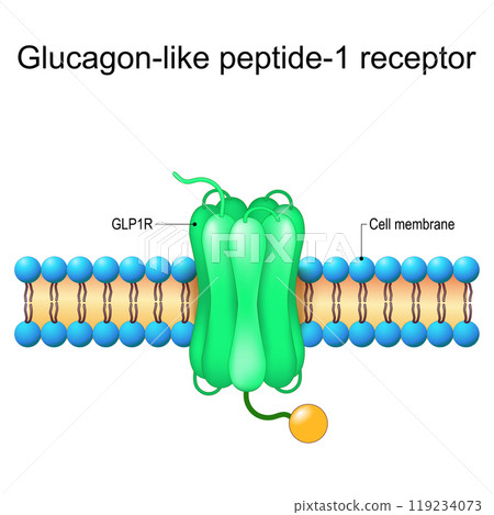 Glucagon-like peptide-1 receptor. Close-up of GLP-1R with heterotrimeric G-protein and Ligands. 119234073