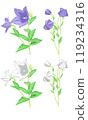 Purple and white bellflower 119234316