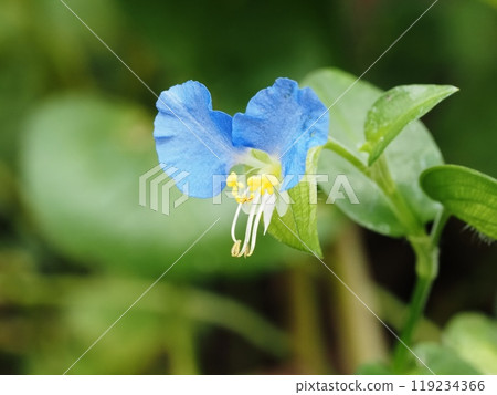 鶴草花的特寫 119234366