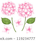Watercolor hydrangea set. Hand draw Illustration clipart isolated on white background. For fabric, packaging paper, scrapbooking 119234777