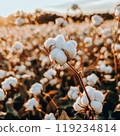 Close-up of a cotton boll on a plant stem surrounded by a blurred background of a cotton field 119234814