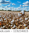 Close-up of a cotton boll on a plant stem, against a background of a field and sky with clouds 119234815