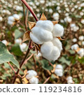 Close-up of a cotton boll on a plant stem surrounded by a blurred background of a cotton field 119234816