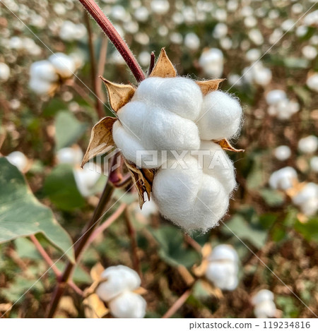 Close-up of a cotton boll on a plant stem surrounded by a blurred background of a cotton field 119234816