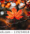 Vibrant autumn maple leaf with rich red-orange hues and visible vein texture 119234818