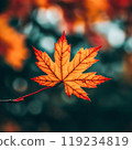 Vibrant autumn maple leaf with rich red-orange hues and visible vein texture 119234819
