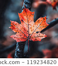 Vibrant autumn maple leaf with rich red-orange hues and visible vein texture 119234820
