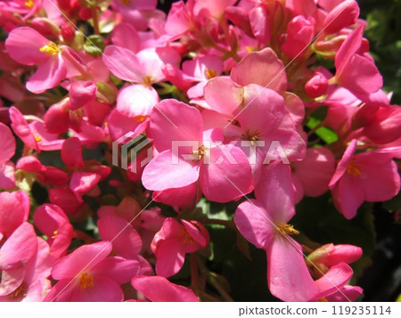Begonia Love Me 119235114