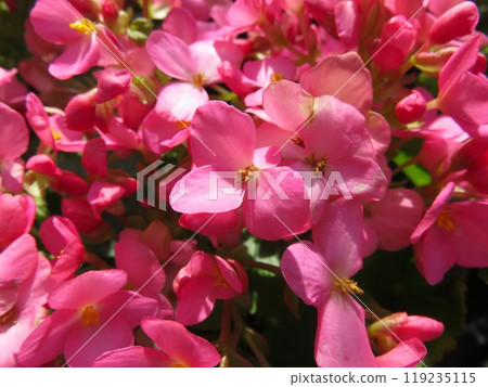 Begonia Love Me 119235115