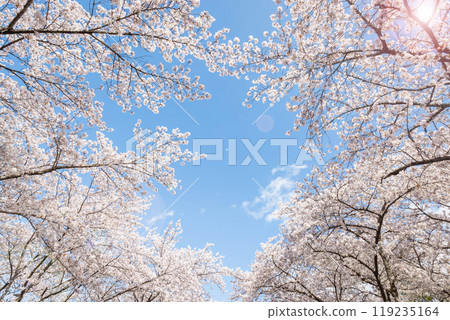 sakura flowers (cherry blossom flower) of pink color on sunny backdrop. Beautiful nature spring background with a branch of blooming sakura. With blue sky as a backdrop. sakura flowers (cherry blossom flower) of pink color on sunny backdrop. Beautiful nature spring background with a branch of blooming sakura. With blue sky as a backdrop. 119235164