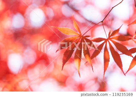 Maple leaf in autumn for background or copy space for text. 119235169