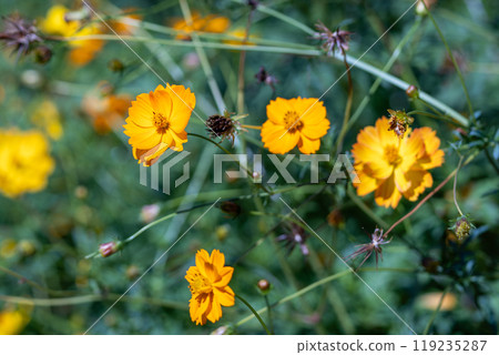 Fall landscape 119235287