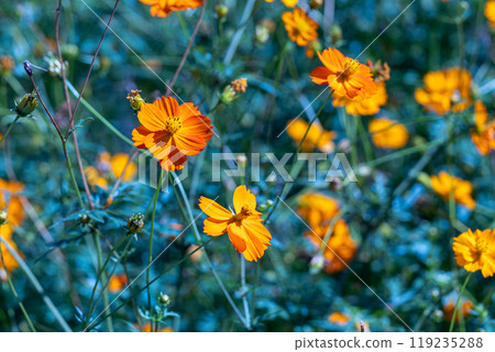 Fall landscape 119235288