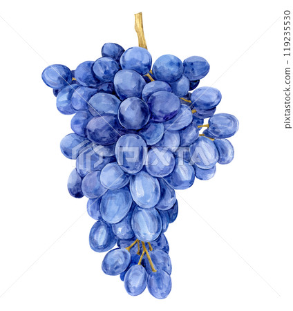 Watercolor blue grapes. Illustration of purple fruit isolated on white background. Grape symbol for wine, juice, jam labels. Clipart for winery, cafe, restaurant. Watercolor blue grapes. Illustration of purple fruit isolated on white background. Grape symbol for wine, juice, jam labels. Clipart for winery, cafe, restaurant. 119235530