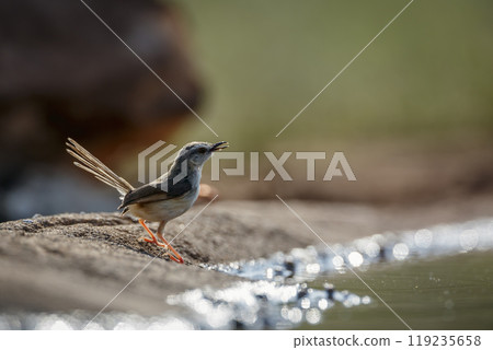 Black chested Prinia in Kruger National park, South Africa 119235658