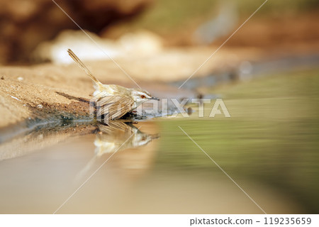 Black chested Prinia in Kruger National park, South Africa 119235659