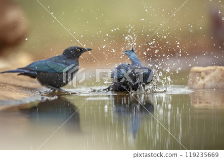 Cape Glossy Starling in Kruger National park, South Africa Cape Glossy Starling in Kruger National park, South Africa 119235669