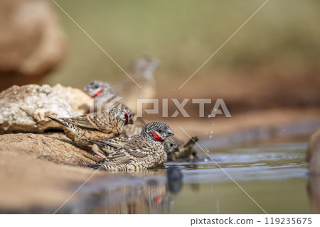 Cut throat finch in Kruger National park, South Africa 119235675