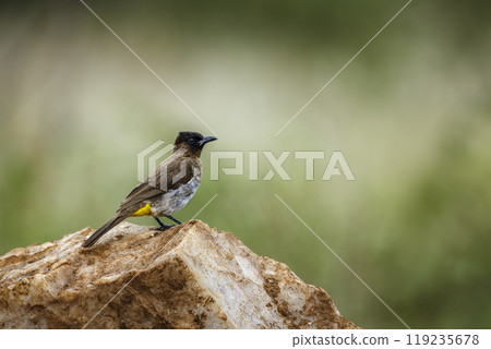 Dark capped Bulbul in Kruger National park, South Africa 119235678