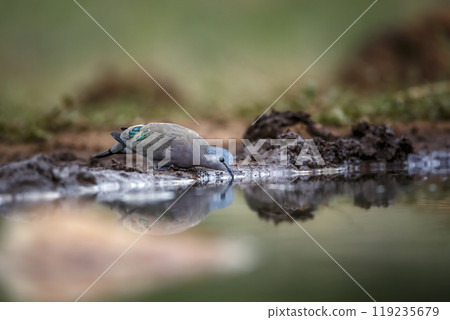 Emerald spotted Wood-Dove in Kruger National park, South Africa 119235679