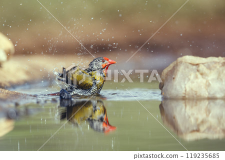 Green winged Pytilia in Kruger National park, South Africa 119235685