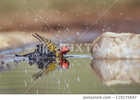 Green winged Pytilia in Kruger National park, South Africa 119235687
