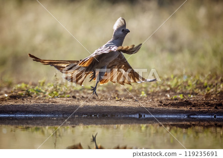 Grey go away bird in Kruger National park, South Africa Grey go away bird in Kruger National park, South Africa 119235691