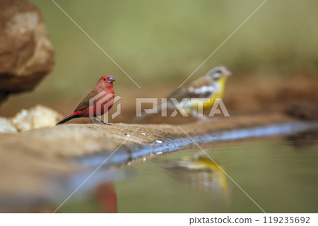 Jameson Firefinch in Kruger National park, South Africa Jameson Firefinch in Kruger National park, South Africa 119235692