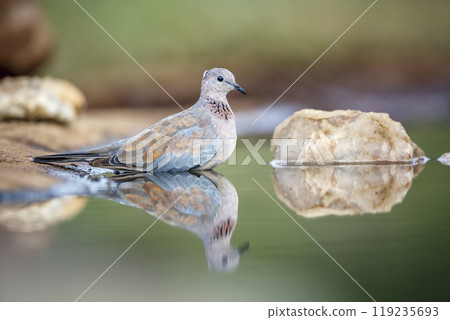 Laughing Dove in Kruger National park, South Africa 119235693