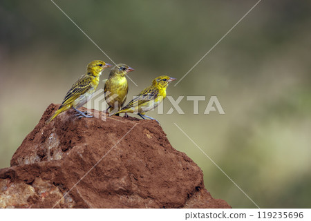 Red headed weaver in Kruger National park, South Africa 119235696