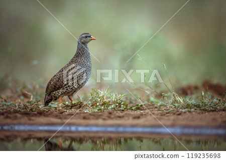 Natal francolin in Kruger National park, South Africa 119235698