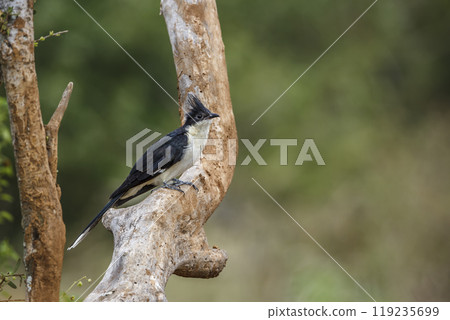 Pied Cuckoo in Kruger National park, South Africa 119235699