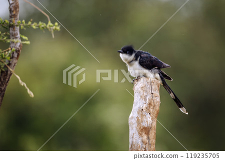 Pied Cuckoo in Kruger National park, South Africa 119235705