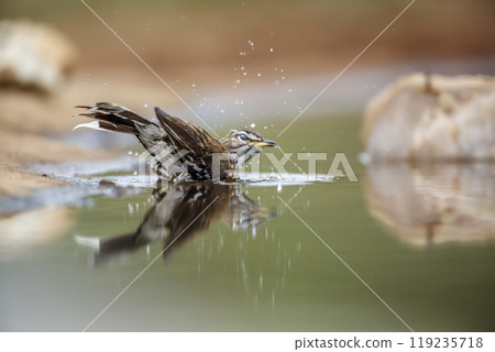 Red backed Scrub Robin in Kruger National park, South Africa 119235718